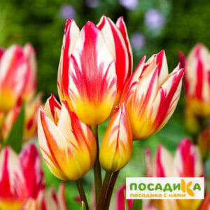 Тюльпан Триколет в Красноярске