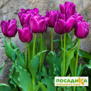 Тюльпан многоцветковый Пурпл Букет в Красноярске
