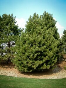 Сосна Чёрная (Pinus Nigra) в Красноярске