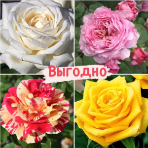 Набор Чайно-гибридные розы! в Красноярске