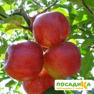 Яблоня Джонаголд в Красноярске