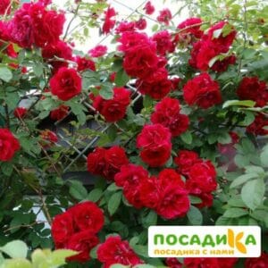 Роза плетистая Амадеус в Красноярске
