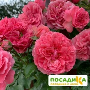 Роза плетистая Розариум Ютерзен в Красноярске
