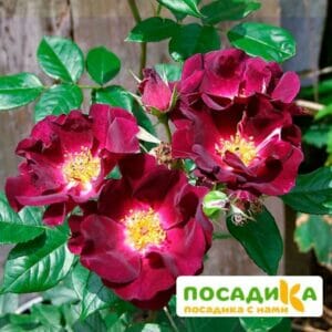 Роза плетистая  Найт Оул в Красноярске