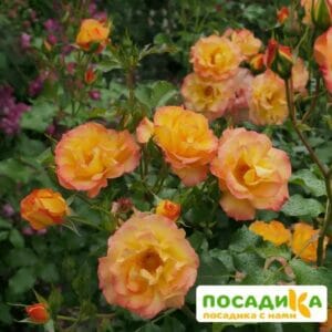 Роза Сахара в Красноярске