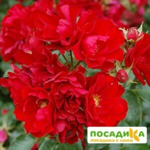 Роза Центро-Розе в Красноярске