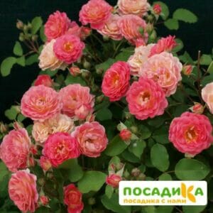 Роза Лес Потес де Бедрос в Красноярске