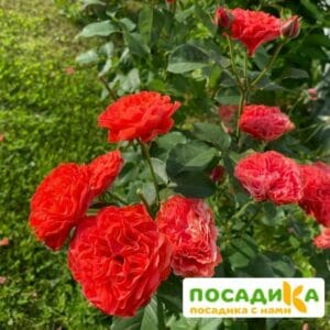 Роза Экланд де Кораил в Красноярске