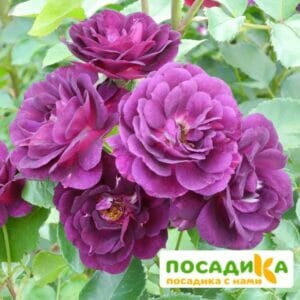 Роза Миднайт Блю в Красноярске