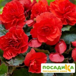 Бегония крупноцветковая красная в Красноярске